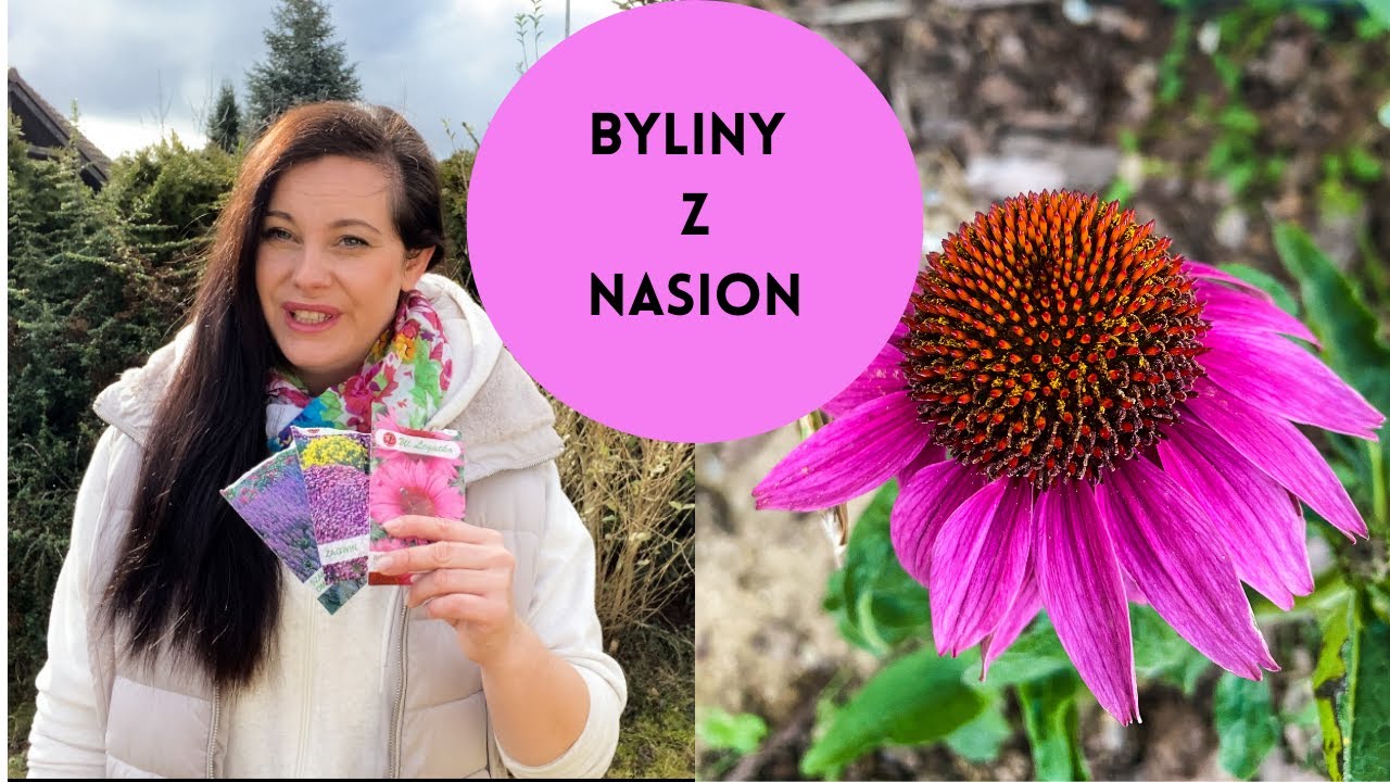 Byliny z nasion. Jeżówki z nasion. Jak uprawiać byliny z nasion.