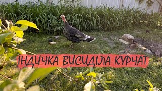 Індичка гарна мама для курчат. Як наша індичка висиділа курчат