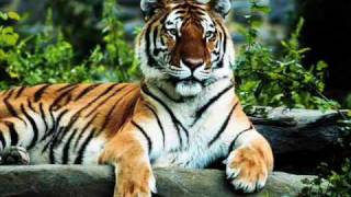 Crew 7 - Eye of the Tiger