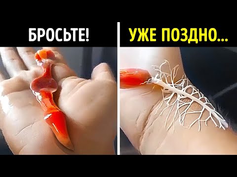 Видео: Природа — ваш друг, пока вы не прикоснётесь к этому (серьёзно, не делайте этого!)