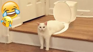 🐱 So Funny! Funniest Cats and Dogs 2024 🤣🤣 Best Funny Videos compilation Of The Month 🐈🐱