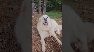 #angel #music #song #dogs #God #worship #gospel #greatpyrenees #love #friends #friendship #baby