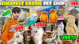Cheapest Exotic Pet Shop in Mumbai | Beat Place To Buy Pets In Mumbai | Igwana,Birds,Cat Etc