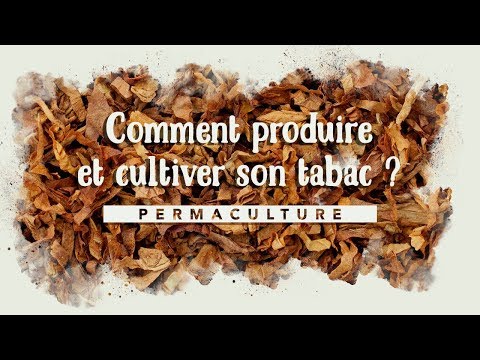 Vidéo: Comment faire pousser du tabac parfumé. Cultiver à partir de graines