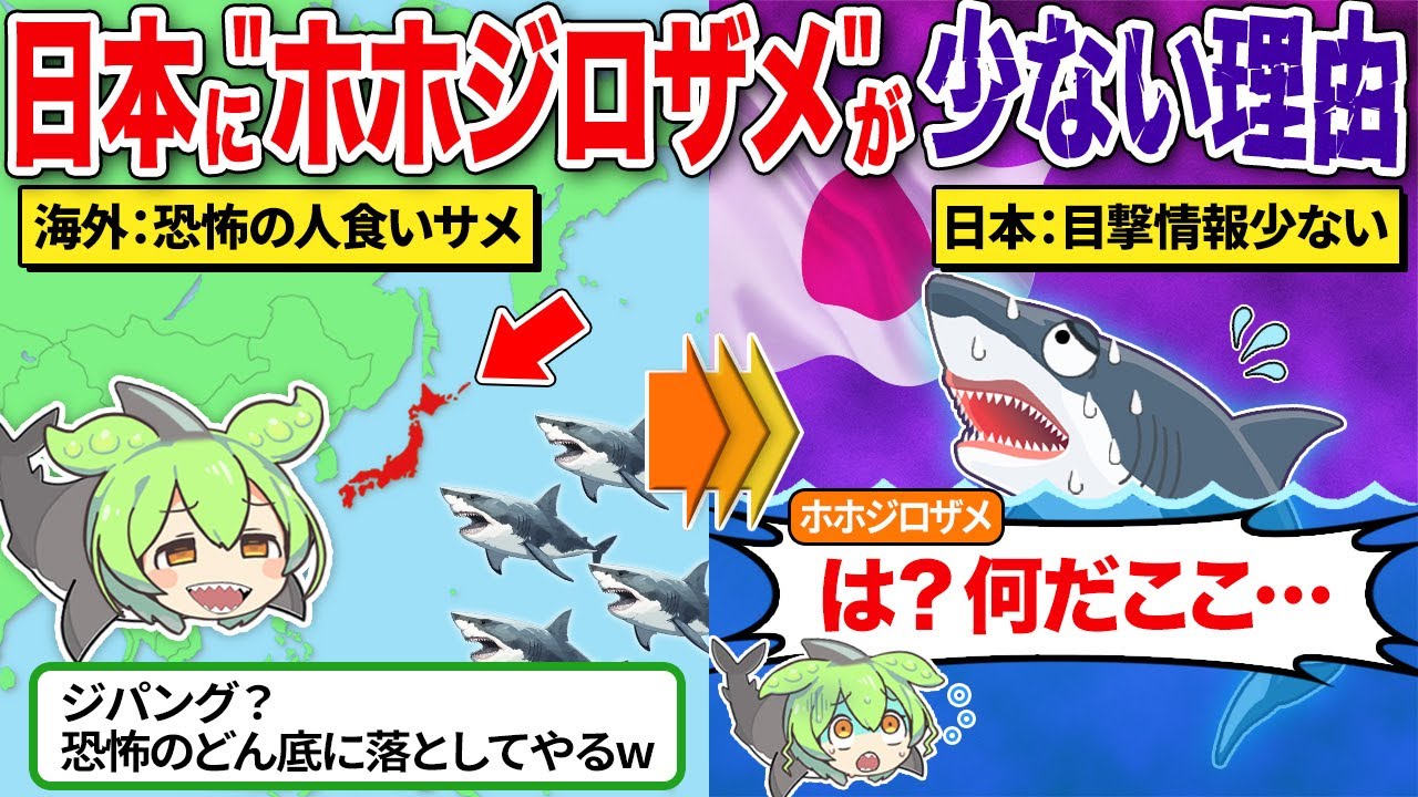 日本の海にホホジロザメが少ない衝撃の理由