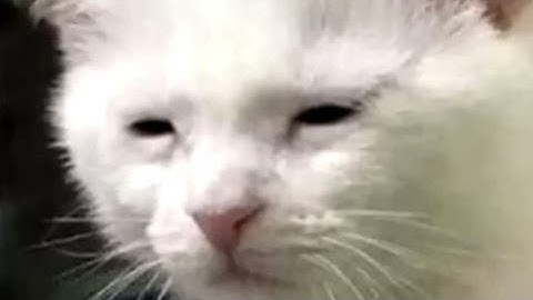 Identity V || ❤️Luca x Victor💞 ||