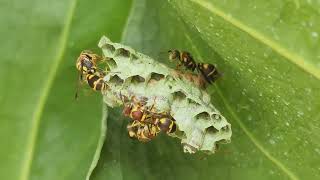 Bee/Wasp(Hymenoptera)