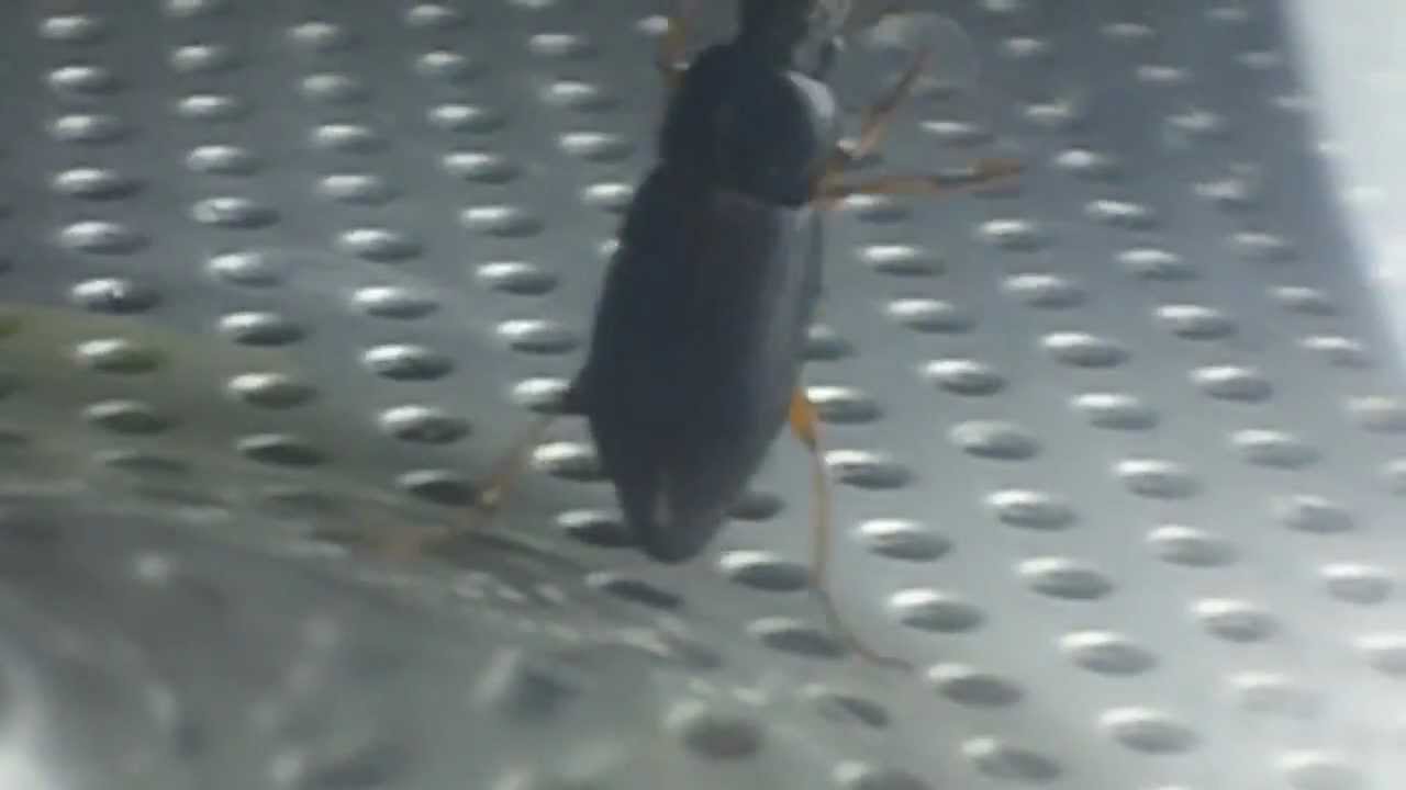 Beetle - Insect - Bugumentary