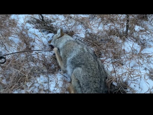 Best Snares For Coyotes - 60 & 84 Inch