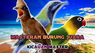 Kombinasi masteran cililin vs cucak cungkok vs lovebird | TEGALSTORY