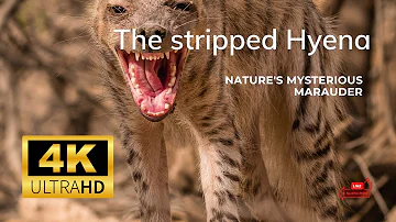 Striped Hyena: 4K ULTRA- HD - Nature's Mysterious Marauder!. Habitat, Prey, Adaptations, Competitors