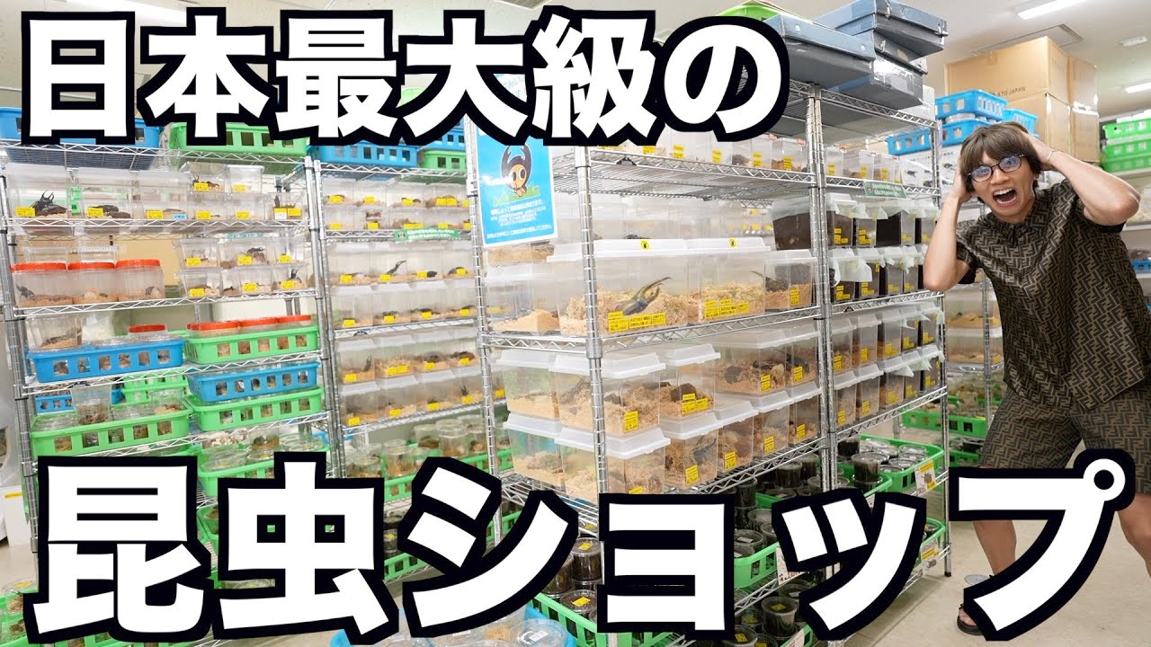 日本最大級の昆虫ショップ行ったらヤバいカブトムシが売ってたwwwww