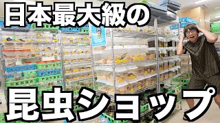日本最大級の昆虫ショップ行ったらヤバいカブトムシが売ってたwwwww