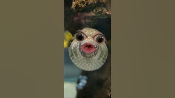 My name is Nemo - funny snapchat filter video