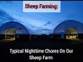 Sheep Farming: Typical Nighttime Chores On Our Sheep Farm