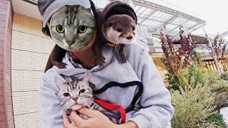 Mr.Cat debuted for a walk with Aty [Otter life Day 173] にゃん先輩、アティと散歩に！
