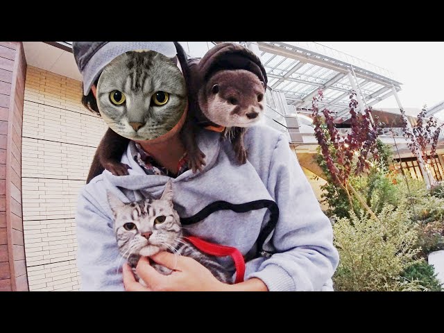 Mr.Cat debuted for a walk with Aty [Otter life Day 173] にゃん先輩、アティと散歩に！