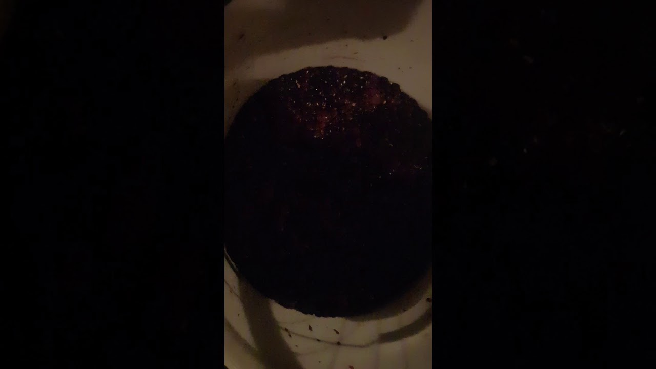 Vintage 2019 ( Red Wine ) on the go !