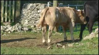 Charolais Bull Selection Using The Online Breedplan system