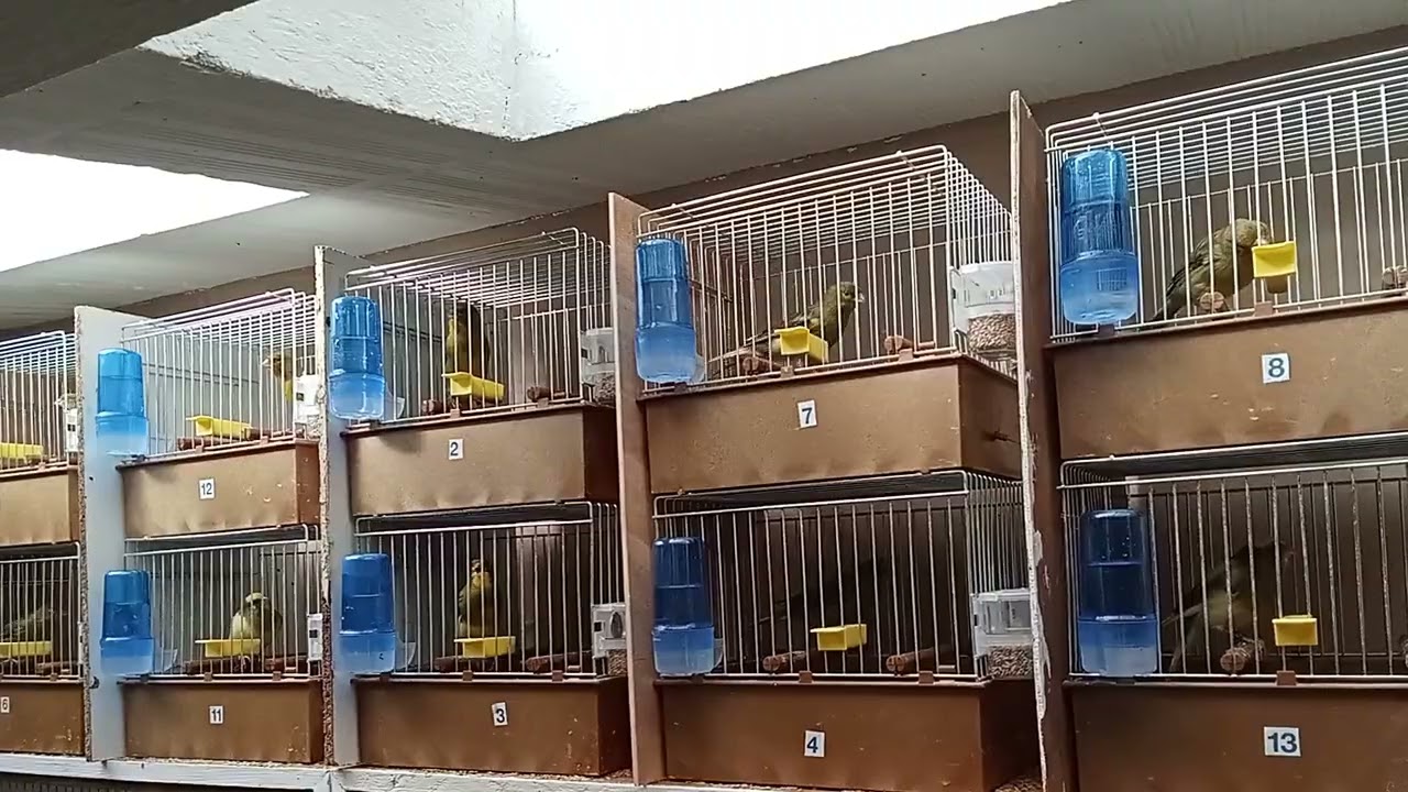 Canário Timbrado Original