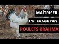 Fais a pour amliorer ta production de poulets brahma brahma