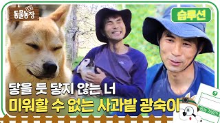 [Solution:Animal Farm] Untouchable Lovable, Gwangsuk #AnimalFarm #SBSstory