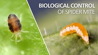 Biological control of spider mite  Feltiella acarisuga