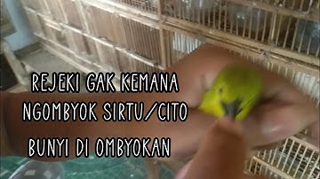 Cara ngombyok sirtu/cito jantan ombyokan yang bagus prospek cepat bunyi
