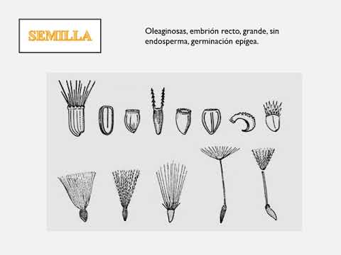 ভিডিও: সাংস্কৃতিক Asteraceae