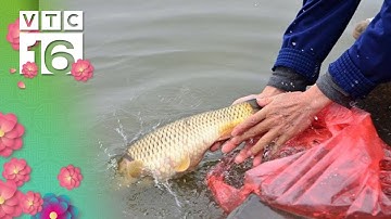 Giải mã tục thả cá chép tiễn ông Công ông Táo | VTC16