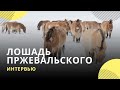 «Порог вымирания преодолели»: в России увеличат популяцию лошадей Пржевальского