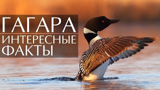 Гагара - интересные факты