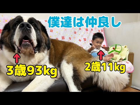 【セントバーナード】もも・とと・ららと孫との何気ない日常。孫のそばには、いつももも・とと・ららがいるよ。