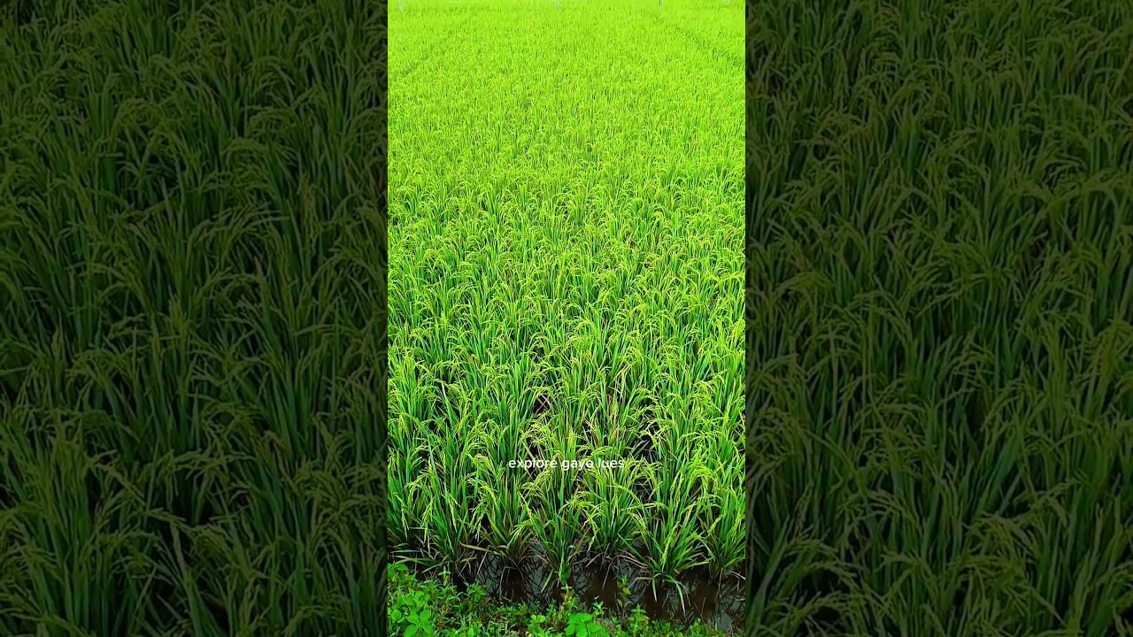 view persawahan yang bikin betah 