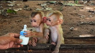OMG..! cheko and pokey is very hungry for milk , his is sitting and spitting, his is pouring milk
