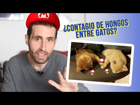 Video: Envenenamiento Por Hongos, Moho Y Levadura En Los Gatos