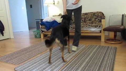 Pattern Sit Around Front Fenzi Stimulus Control CCC