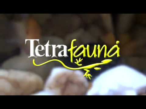 TetraFauna ReptoGuard Turtle