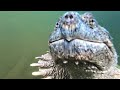 Gigantic snapping turtle curiously inspects scuba divers in canadian lake