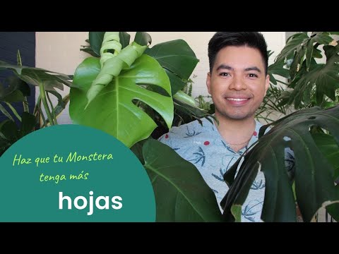 Vídeo: Que solo para monstera?