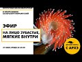 Детский эфир «На лицо зубастые, мягкие внутри» в рамках рубрики «Неурочные беспозвоночные»