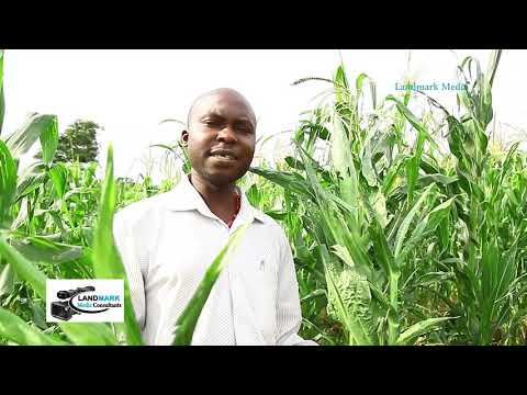 Video: Maize Dwarf Mosaic Virus - Je, Unaweza Kutibu Virusi Vidogo vya Musa kwenye Nafaka