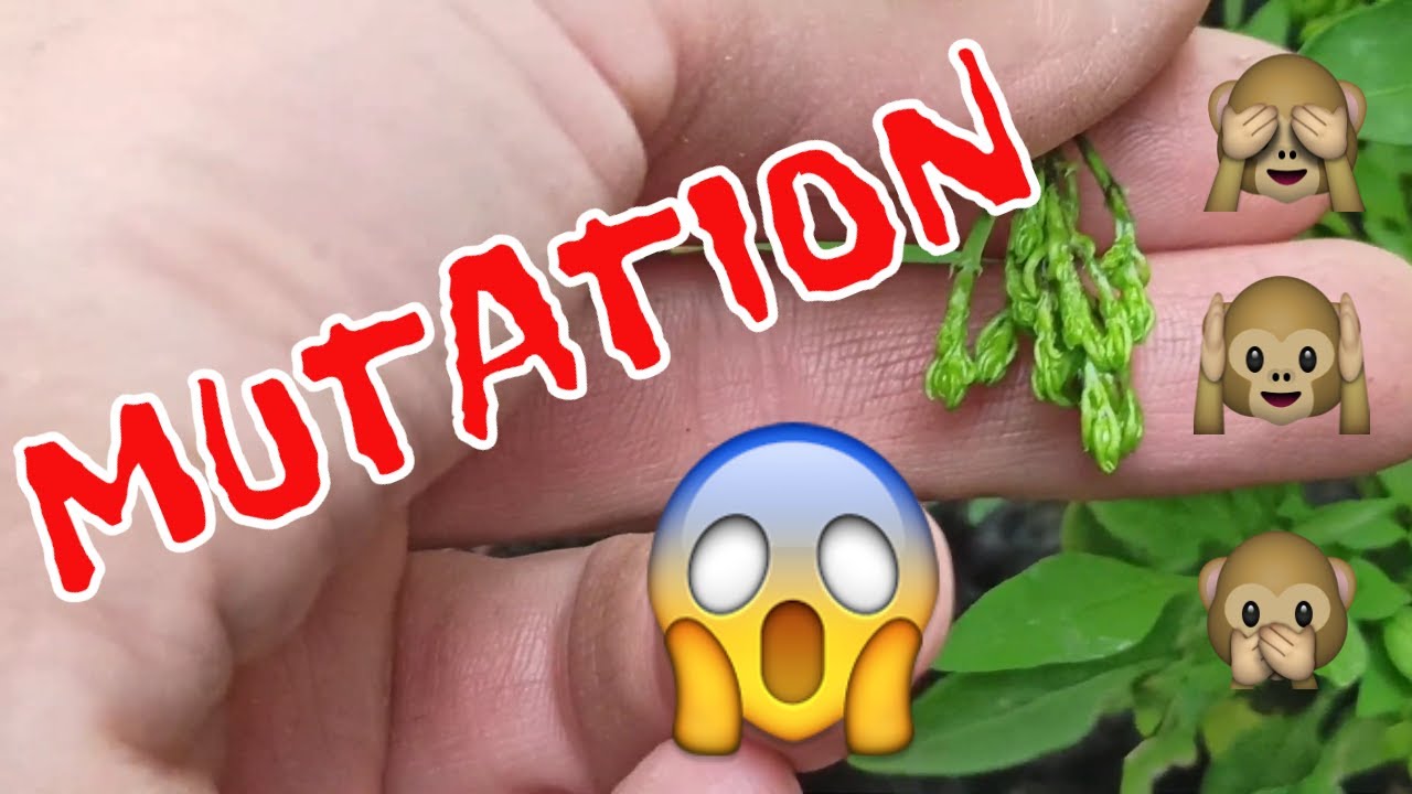 Chili-Blüten werden zu Blättern? Das steckt hinter Phyllodie