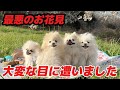過去一最悪なお花見になってしまいました