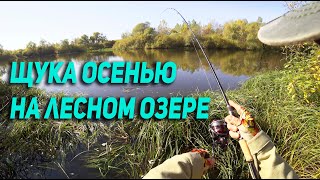 Как ловить щуку осенью на лесном озере