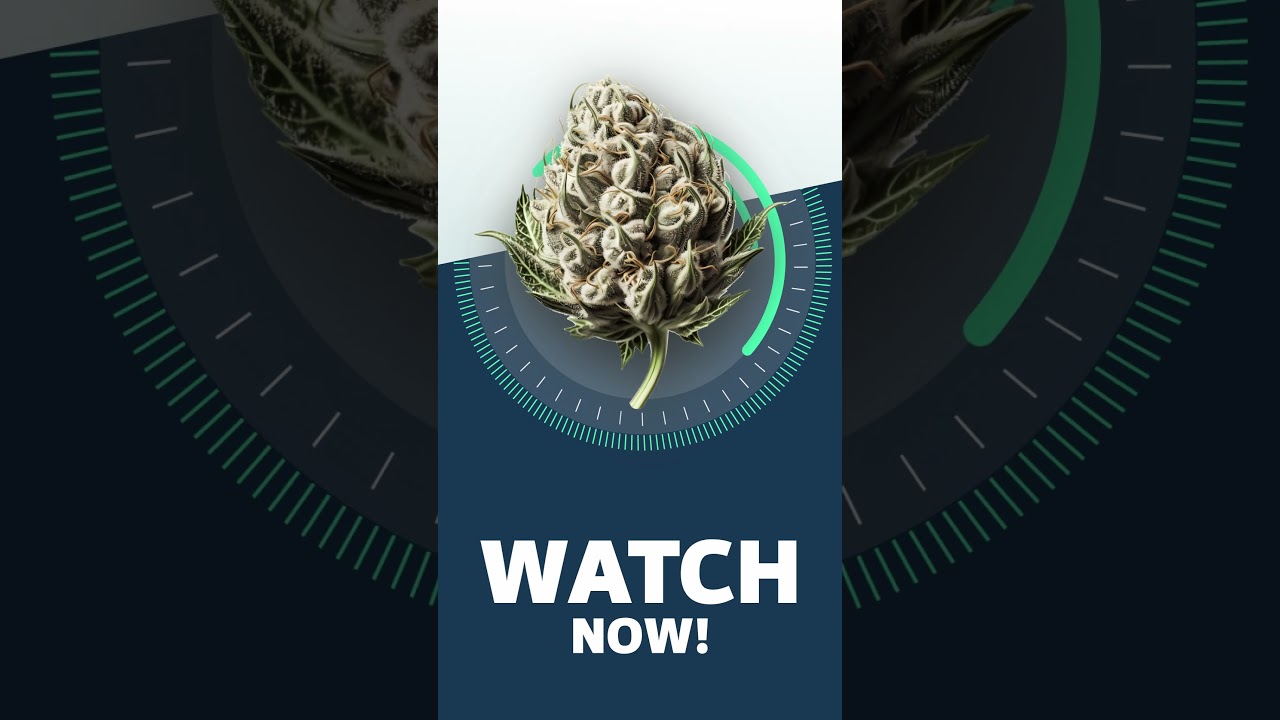 WATCH NOW! - Amnesia Haze Strainview