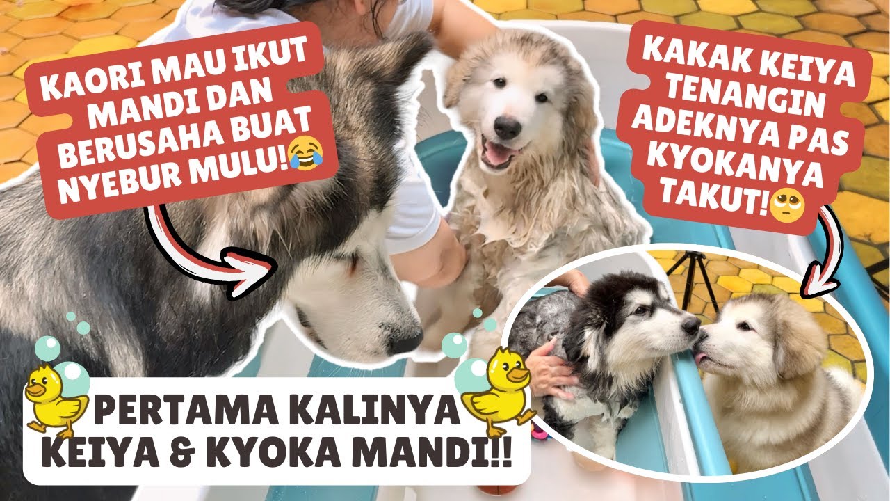 PERTAMA KALINYA KEIYA & KYOKA MANDI!! (MAMA KAORI MAU IKUT MANDI JUGA...😂)