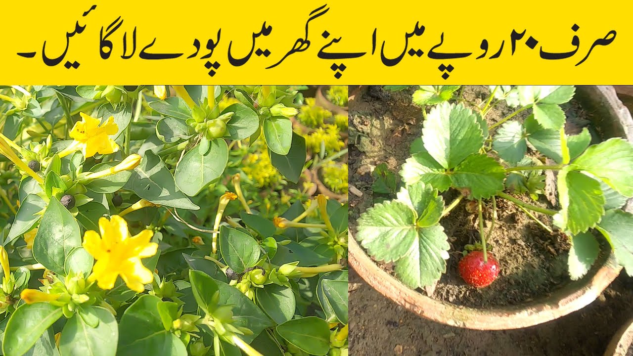 Cheapest nursery in Karachi nursery visit with price Karachi