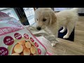 【また大惨事が】はじめてのおやつを食べるゴールデンレトリバー子犬ティト。