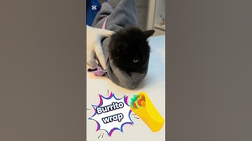 How to give a pill to a cat #catvideos #howto #cat #shorts